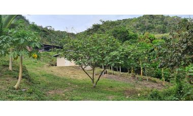 Se vende finca con 2 casas, 3 galeras, frutas y limones