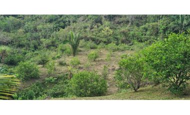 Se vende finca con 2 casas, 3 galeras, frutas y limones