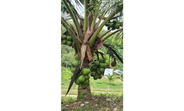 Se vende finca con 2 casas, 3 galeras, frutas y limones