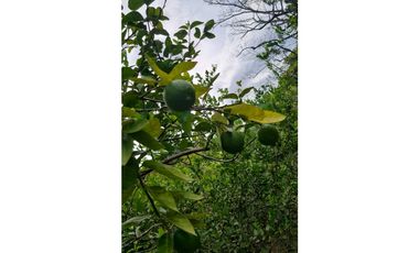 Se vende finca con 2 casas, 3 galeras, frutas y limones