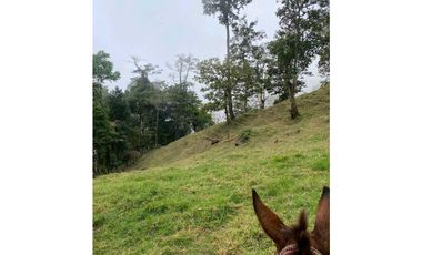 VENDO.FINCA EN.DP CON ALTITUD DE 2400M.S.N.M.