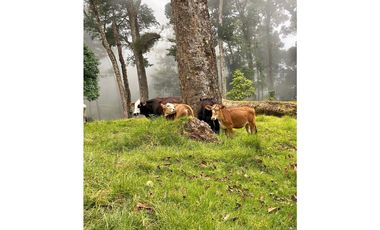 VENDO.FINCA EN.DP CON ALTITUD DE 2400M.S.N.M.