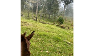 VENDO.FINCA EN.DP CON ALTITUD DE 2400M.S.N.M.