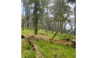 VENDO.FINCA EN.DP CON ALTITUD DE 2400M.S.N.M.