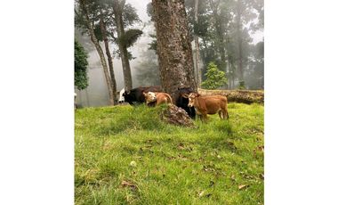 VENDO.FINCA EN.DP CON ALTITUD DE 2400M.S.N.M.
