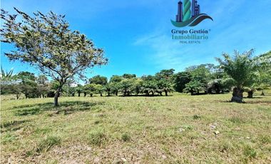 VENDO 70HECTAREAS VIA CHIRIQUI CORREGIMIENTO