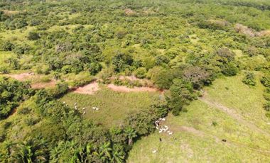 VENDO.1500 HECTAREAS EN.REMEDIOS