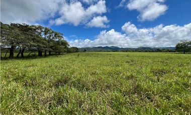 VENDO.500.HECTAREAS TOPOGRAFIA PLANA