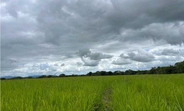 VENDO.500.HECTAREAS TOPOGRAFIA PLANA