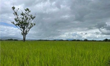 VENDO.500.HECTAREAS TOPOGRAFIA PLANA