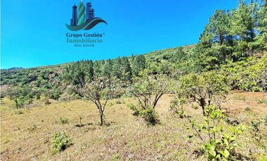 VENDO.FINCA DE 10 HECTAREAS 700M.SN.M. BOQUETE