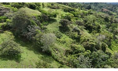 VENDO FINCA DE 69 HECTAREAS- LECHERIA