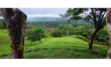 VENDO FINCA DE 69 HECTAREAS- LECHERIA
