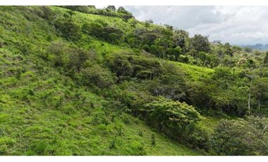 VENDO FINCA DE 69 HECTAREAS- LECHERIA