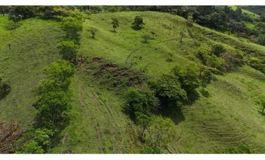 VENDO FINCA DE 69 HECTAREAS- LECHERIA
