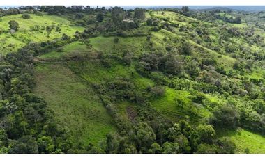 VENDO FINCA DE 69 HECTAREAS- LECHERIA