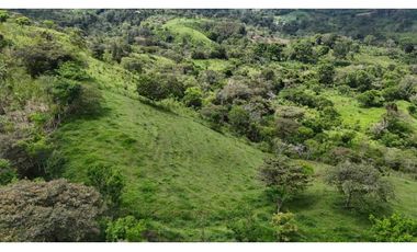 VENDO FINCA DE 69 HECTAREAS- LECHERIA