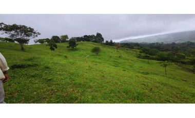 VENDO FINCA DE 69 HECTAREAS- LECHERIA