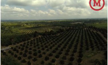 Se Vende Lote Rural Cerca Al Club Campestre De Armenia