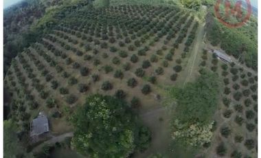 Se Vende Lote Rural Cerca Al Club Campestre De Armenia
