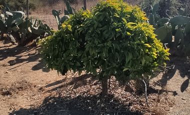 SE VENDE EXPECTACULAR PARCELA EN MELIPILLA