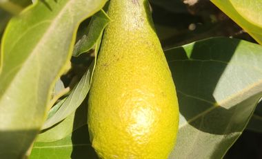 SE VENDE EXPECTACULAR PARCELA EN MELIPILLA