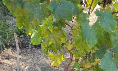 SE VENDE EXPECTACULAR PARCELA EN MELIPILLA