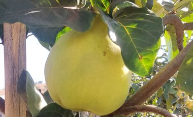 SE VENDE EXPECTACULAR PARCELA EN MELIPILLA