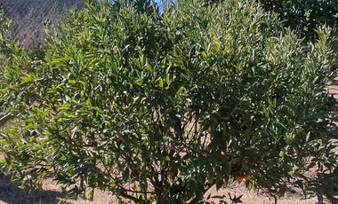 SE VENDE EXPECTACULAR PARCELA EN MELIPILLA