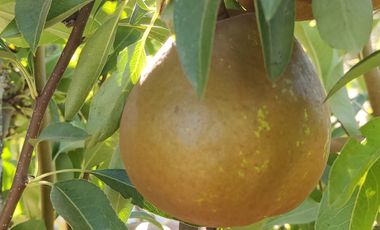 SE VENDE EXPECTACULAR PARCELA EN MELIPILLA