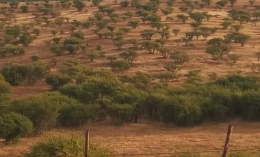 OPORTUNIDAD 6,17 HECTÁREAS APTAS PARA AGRICULTURA