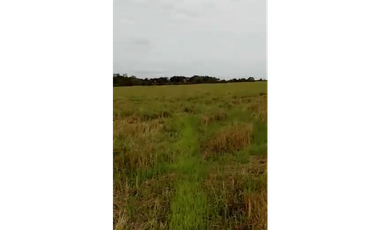 CASANARE MANI AGUAZUL YOPAL FINCA GANADERA O ARROCERA