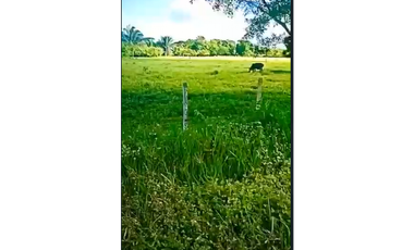 CASANARE MANI AGUAZUL YOPAL FINCA GANADERA O ARROCERA