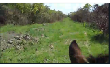 CASANARE 2 MAN AGUAZUL YOPAL FINCA GANADERA O ARROCERA 5,4 Has: