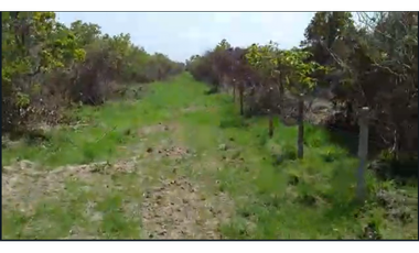 CASANARE 2 MAN AGUAZUL YOPAL FINCA GANADERA O ARROCERA 5,4 Has: