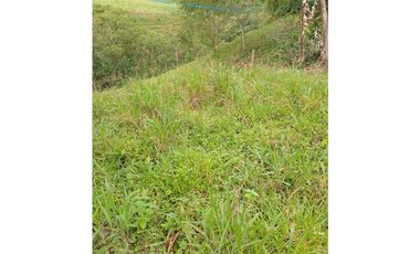 FINCA PARA GANADERIA EN FILANDIA