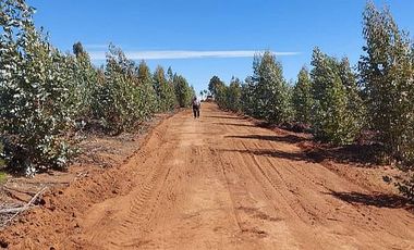PARCELA EL PERAL A 25 MIN DE PLAYA. CARDENAL CARO, PAREDONES