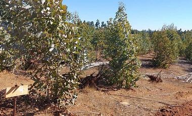 PARCELA EL PERAL A 25 MIN DE PLAYA. CARDENAL CARO, PAREDONES