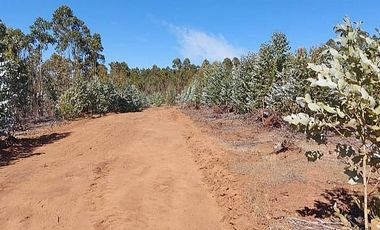 PARCELA EL PERAL A 25 MIN DE PLAYA. CARDENAL CARO, PAREDONES