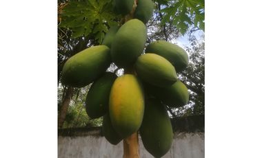 VENTA CASA CON TERRENO EN LAS LAJAS DE CHAME  GANGA CPR