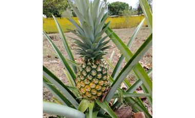 VENTA CASA CON TERRENO EN LAS LAJAS DE CHAME  GANGA CPR