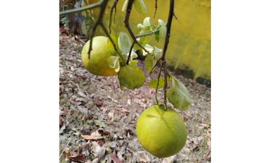 VENTA CASA CON TERRENO EN LAS LAJAS DE CHAME  GANGA CPR