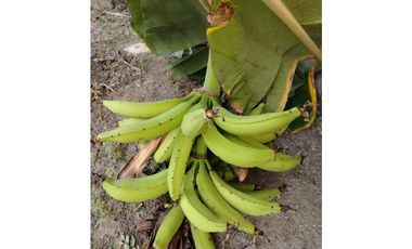 VENTA CASA CON TERRENO EN LAS LAJAS DE CHAME  GANGA CPR