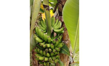 VENTA CASA CON TERRENO EN LAS LAJAS DE CHAME  GANGA CPR