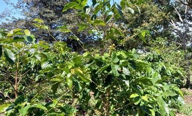 Se vende finca cafetera en Alto Boquete, Chiriquí