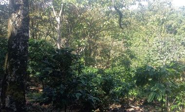 Se vende finca cafetera en Alto Boquete, Chiriquí