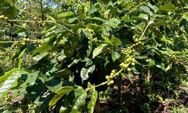 Se vende finca cafetera en Alto Boquete, Chiriquí