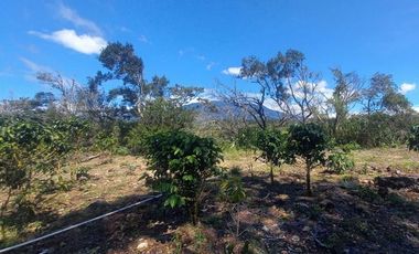 Se vende finca cafetera en Alto Boquete, Chiriquí