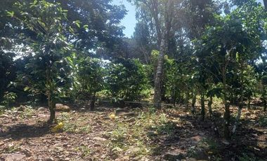 Se vende finca cafetera en Alto Boquete, Chiriquí