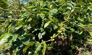 Se vende finca cafetera en Alto Boquete, Chiriquí